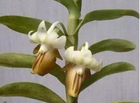 五种最具欣赏价值的兰花,欣赏史上最全的兰花