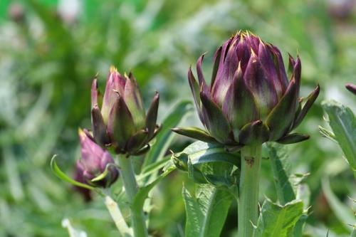 朝鲜蓟在中国叫什么,朝鲜蓟是不是洋蓟