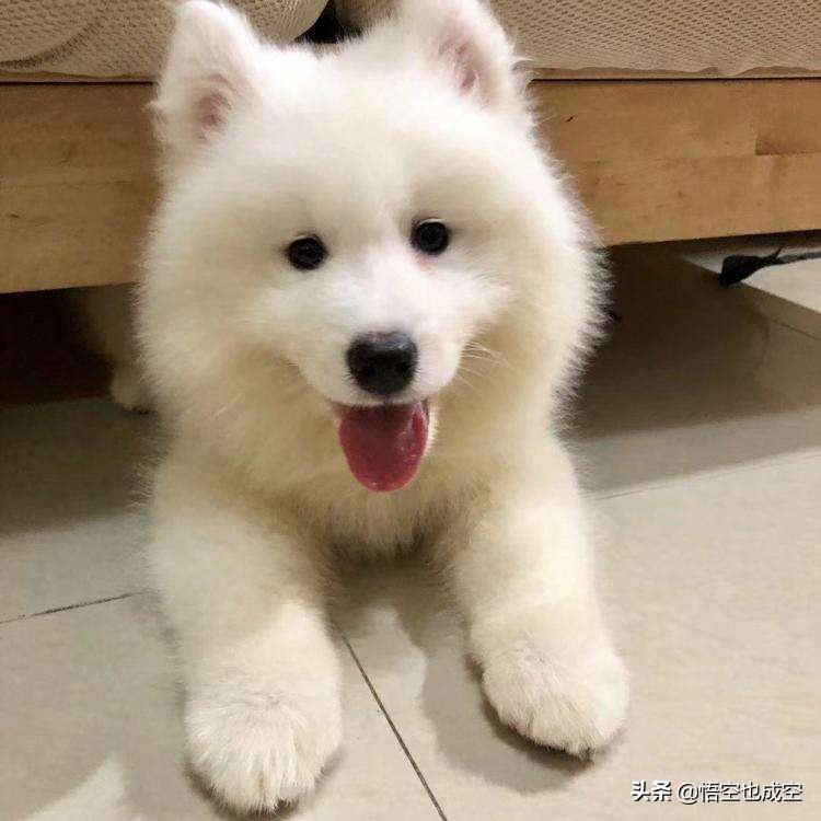 萨摩耶阿拉斯加哈士奇在草原上玩,阿拉斯加哈士奇萨摩耶三傻哪个大