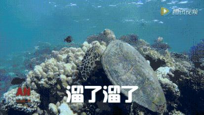 它“避得了邪”,却护不住自己