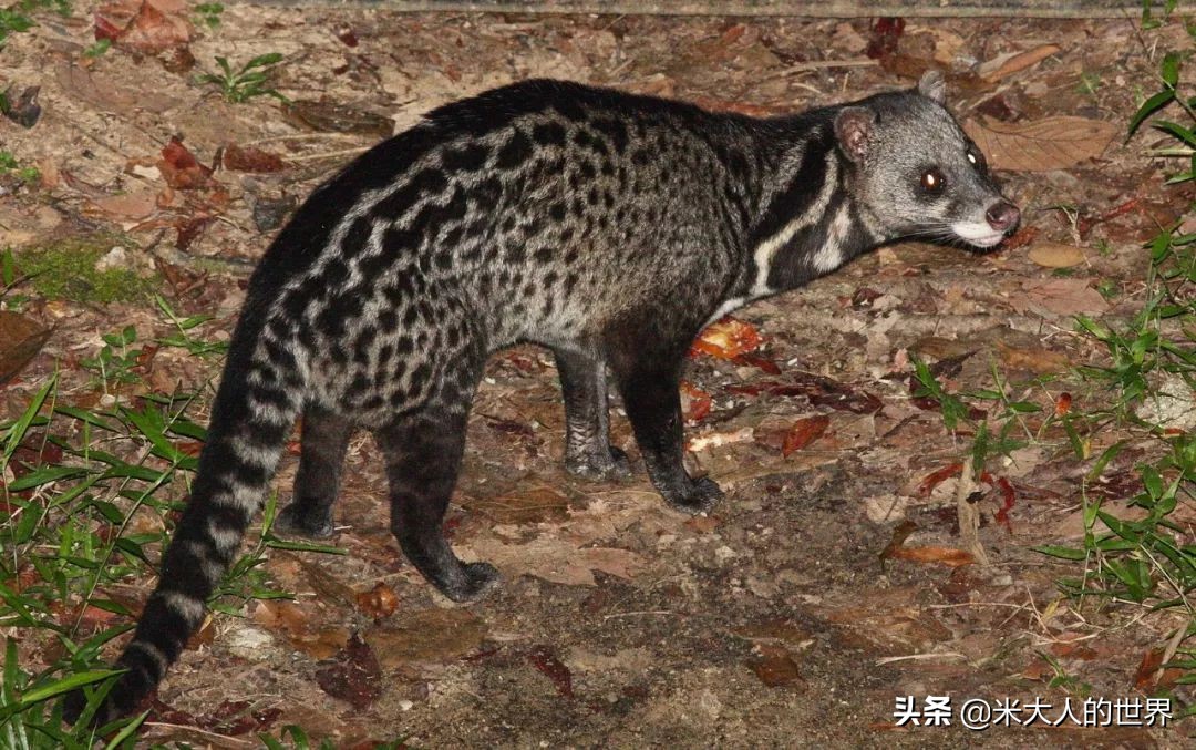 你知道这些皮草奢侈品是导致它已经在香港灭绝的主要原因吗？