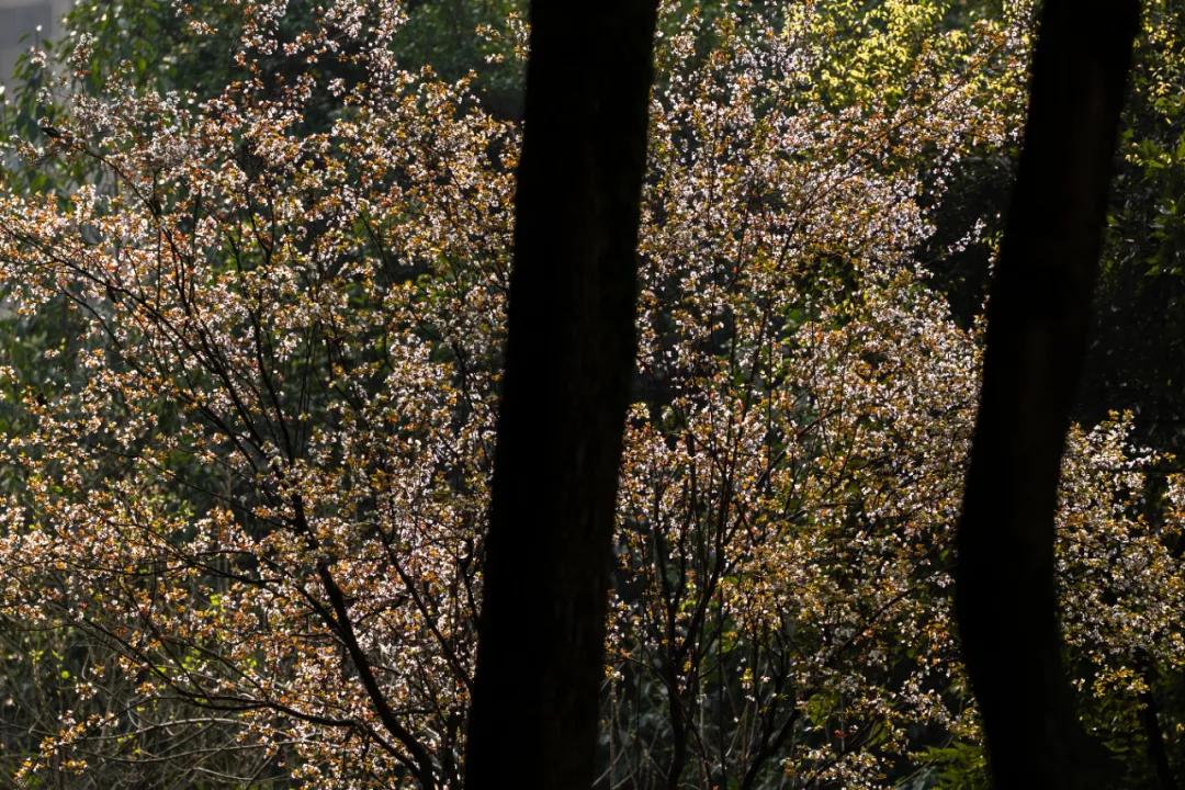 松下有哪些全幅变焦镜头,松下70-200f2.8