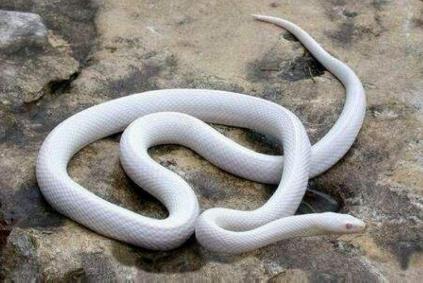 会自己断尾巴的蛇,会捆绑的蛇