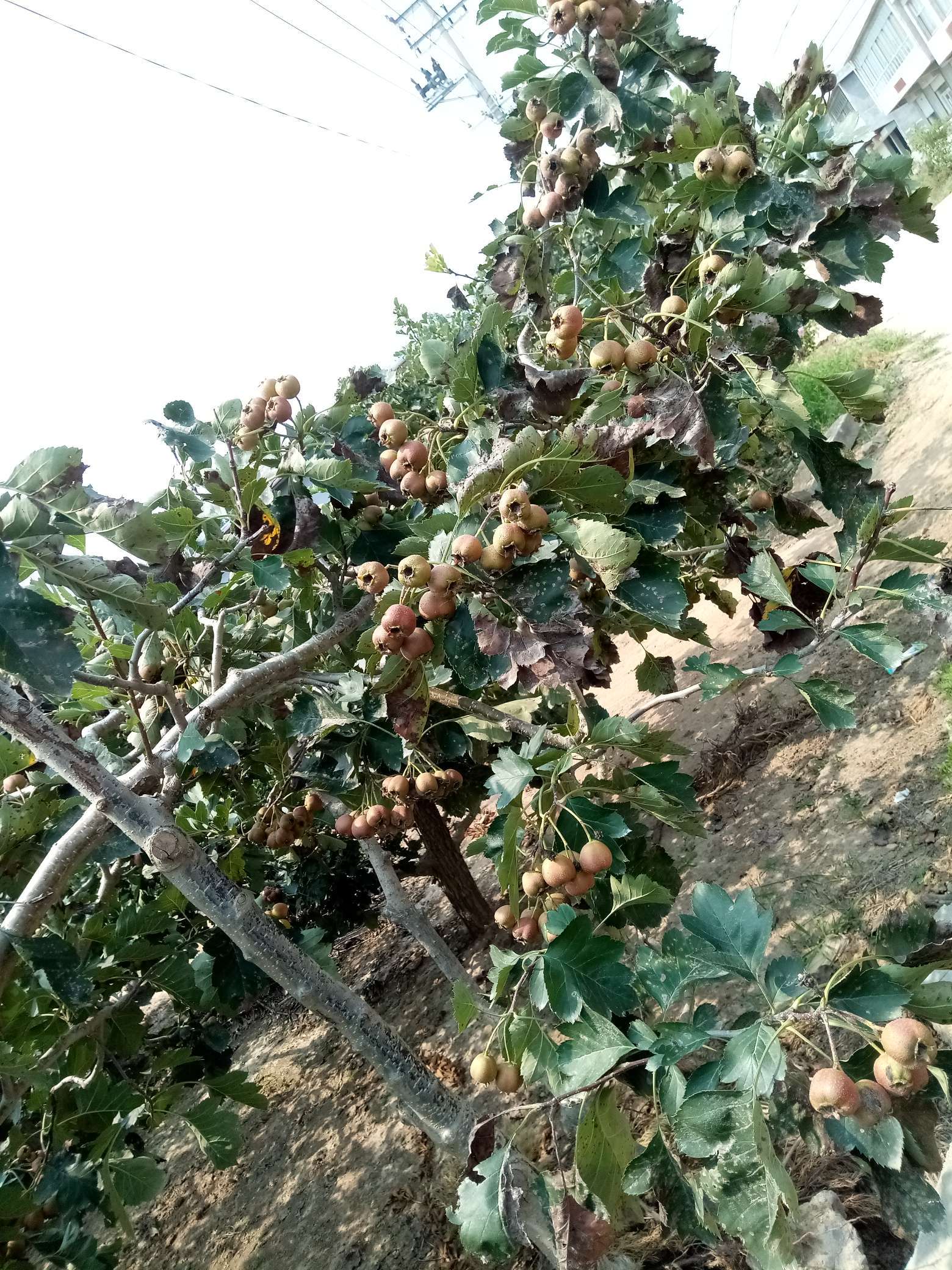 山楂树有什么病虫害如何防治,山楂树已经有锈病怎么治