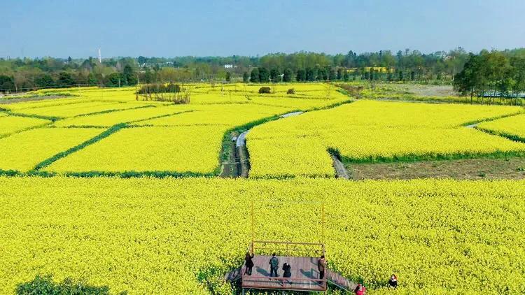 青杠树村最美乡村,带你走近最美乡村青杠树村