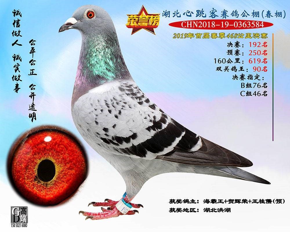 海霸王詹森纪录,冠霖公棚2017年获奖鸽欣赏