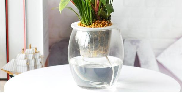 如何为你的植物选择合适的花盆,怎么选择合适的花盆口径