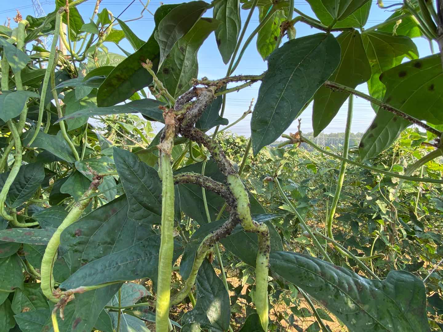 豇豆上有很多蚂蚁和蚜虫怎么除掉,豇豆上的蚜虫跟蚜虫是一个东西吗