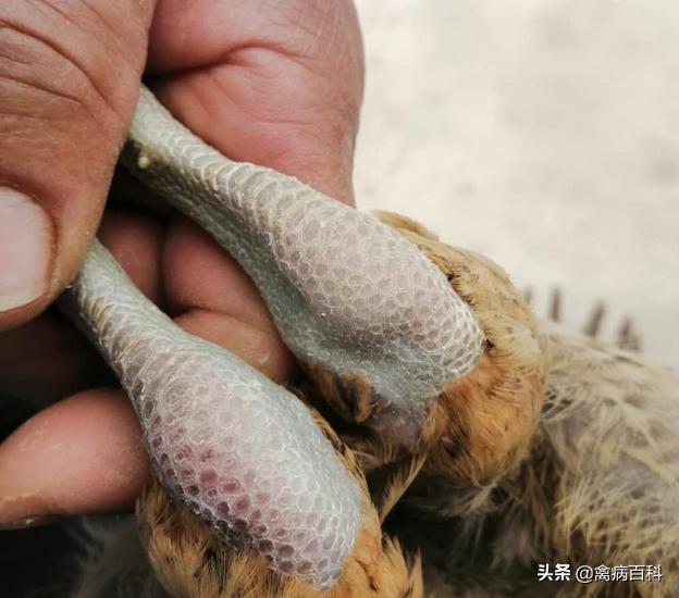 鸡鸭鹅脚肿胀,鸡鸭鹅瘫用什么药