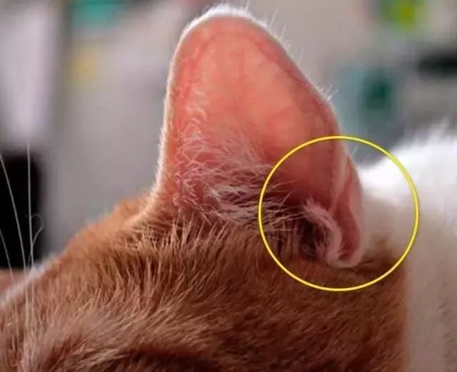 猫咪不能勤洗澡怎么清洁,猫咪不怕洗澡可以经常洗吗