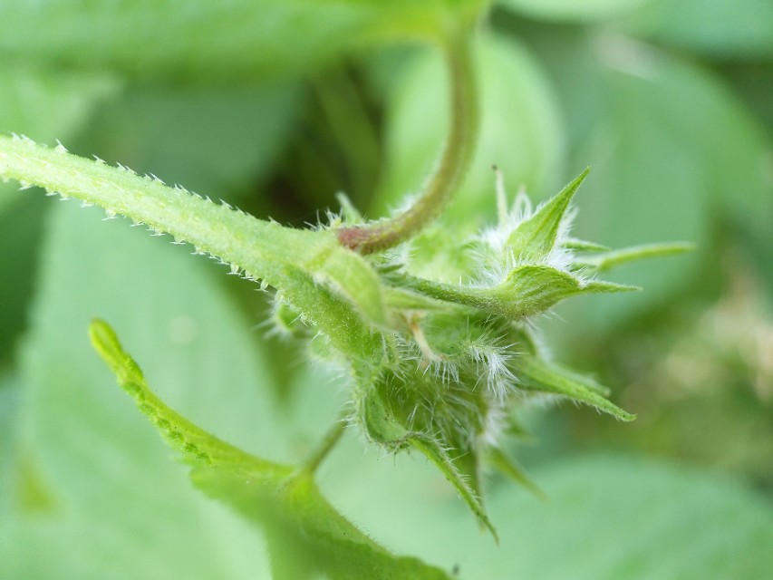 野地里带刺的植物叫什么,容易让人花粉过敏的植物