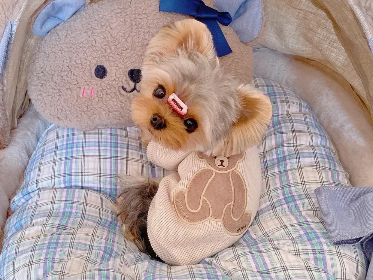 约克夏猫,约克夏和猫