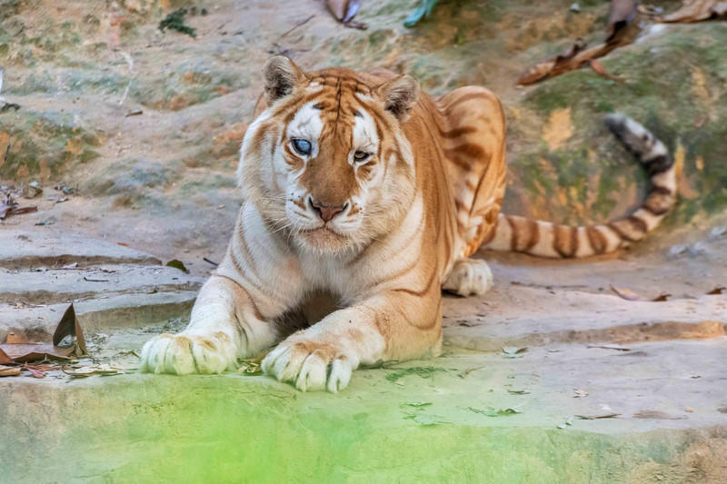 广州长隆野生动物世界的游玩攻略,广州长隆野生动物世界一日游回顾