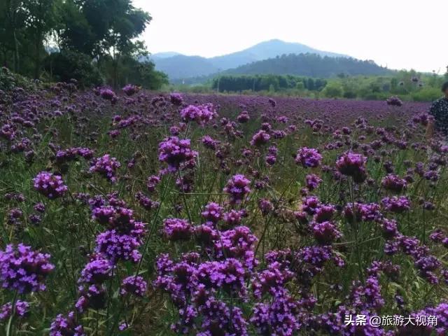 南京十大特色村庄,南京最美的十大村庄