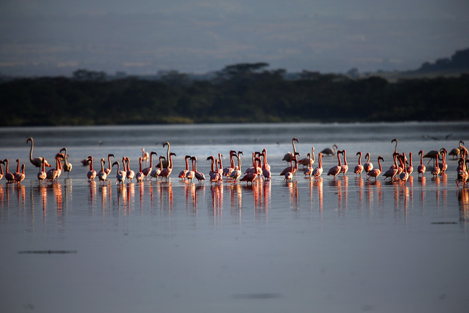 旅行攻略·肯尼亚：跟随《狮子王》震撼你的视觉，哈库拉，玛塔塔