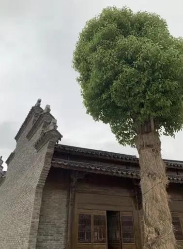 引爆旅游市场！奥体旁将打造蚌埠不夜城！新添古树苑文旅中心