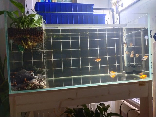 1.2米鱼缸适合养多少金鱼,400cm鱼缸能养几条金鱼