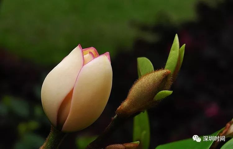 彭孙遹诗文,彭孙遹作品大全