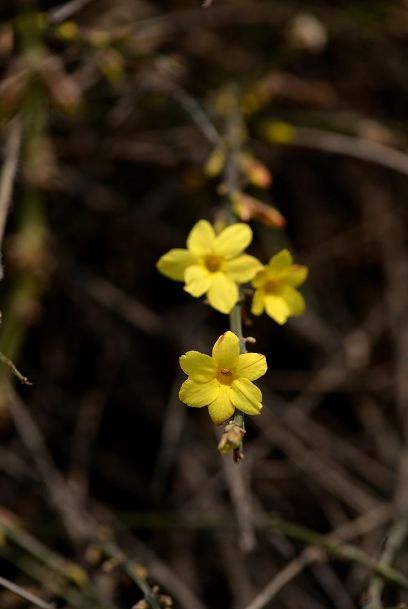 迎春花开的原创诗词,迎春花开诗词大全