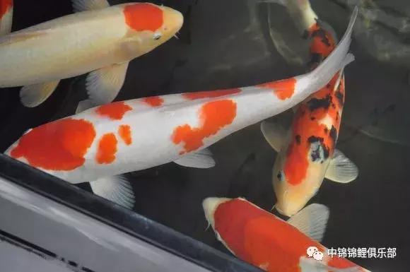 新手养锦鲤养多大的鱼,新手入门养锦鲤鱼