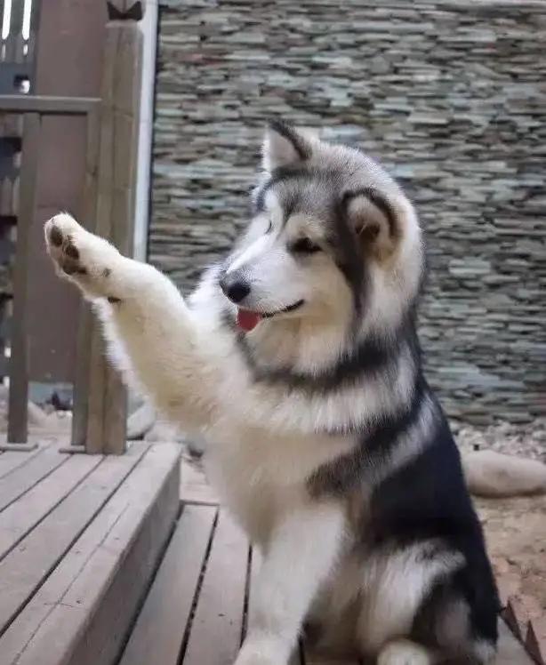 给狗起名字侵权吗,给狗起了一个字名字