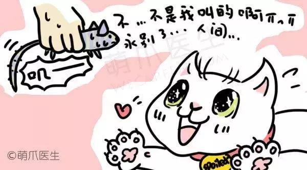 猫咪为啥喜欢玩袋子 (为什么猫咪喜欢吃塑料袋)