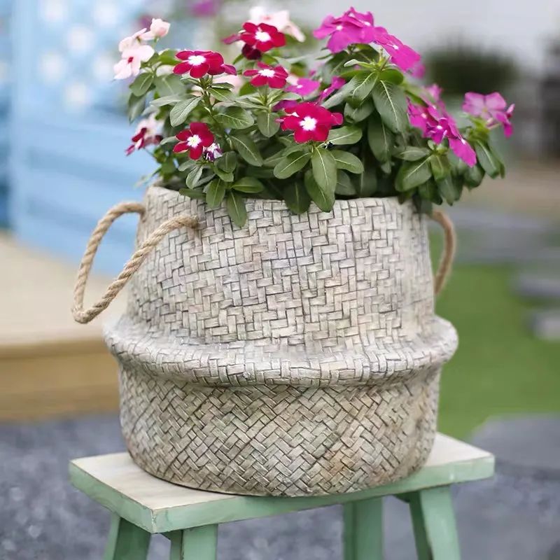 “开花机器”长春花冬天有“5怕”，避开了才能越养越精神