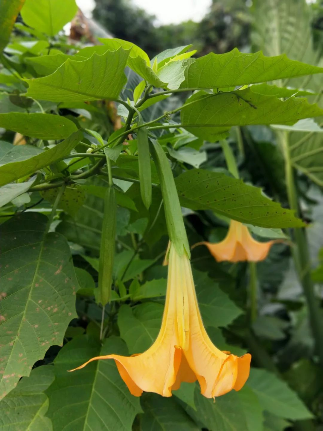 袁金奎老师国画作品欣赏,袁金奎写意花鸟画作品