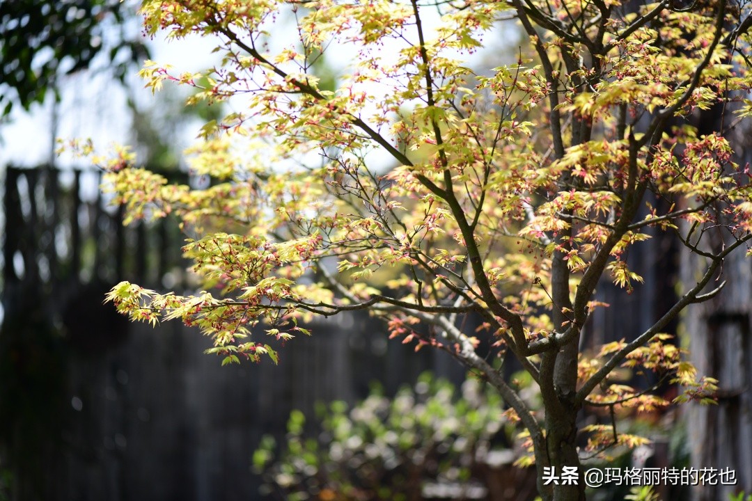 河马花园植物大全,荷马花园的月季