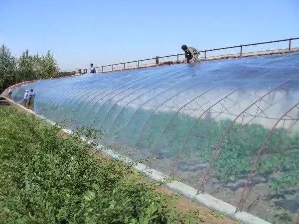 彩色地膜的作用,地膜都有什么作用