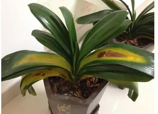 君子兰叶子发黄的原因及解决方法,君子兰叶子发黄的原因和解决方法