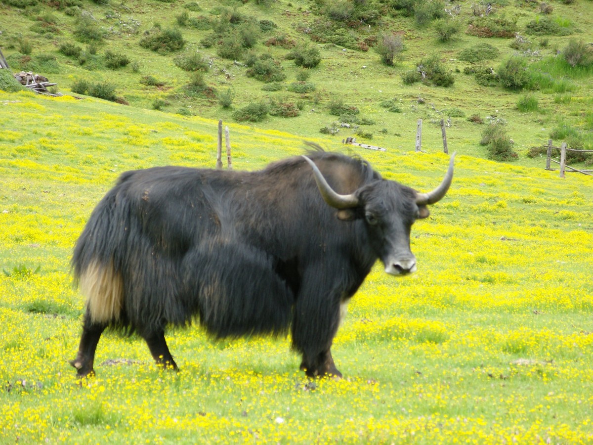 品质最佳的牛肉牦牛肉,牦牛肉是中国牛肉之王