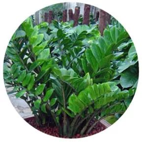 全部金木水火土五行五系植物介绍,五种植物代表五行