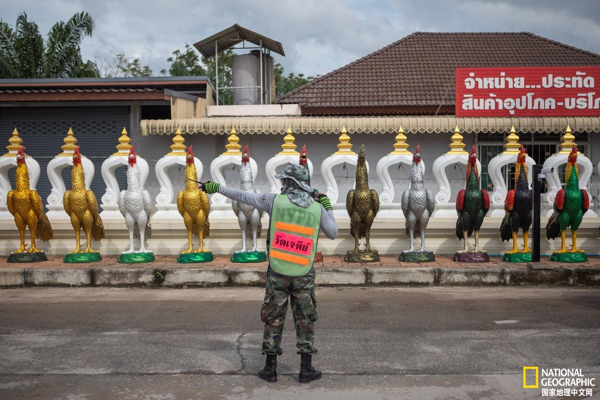 泰国蛋童旅游热潮,泰国蛋童引发旅游热潮