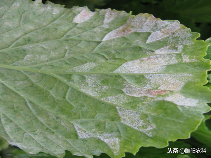 番茄霜霉病和晚疫病预防用什么药,晚疫病和霜霉病特效农药哪个好