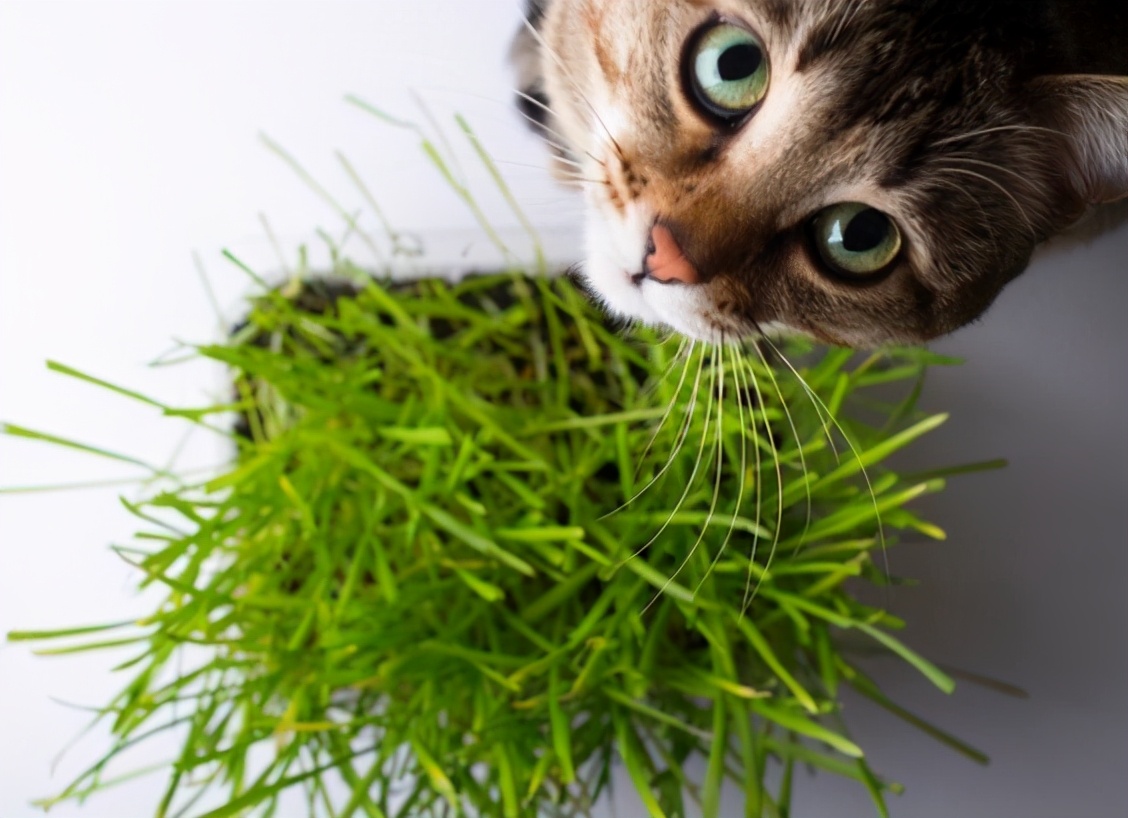 猫薄荷影响猫睡眠吗,猫吃多少猫薄荷会有反应