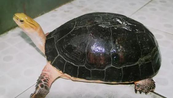 甲鱼死也不松口怎么办,甲鱼为什么老是无缘无故死了