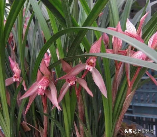 兰花是怎样分类的,兰花分为哪些品种