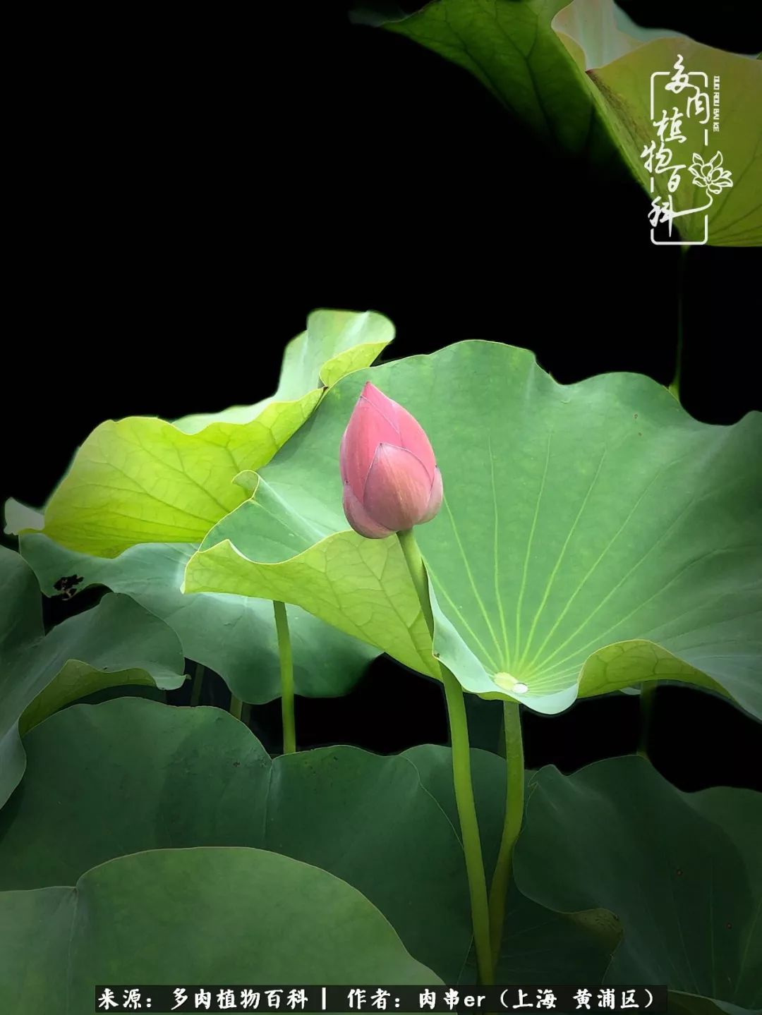 怎么用原相机拍多肉更好看,多肉怎么拍摄好看