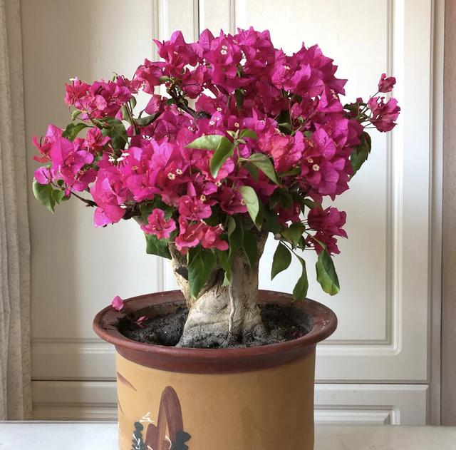 普通三角梅怎么样养成盆景,家庭养好三角梅的诀窍