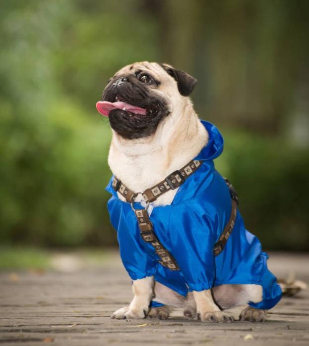 预防秋季疾病常识100条,千万不要忽视宠物身上这五种病症