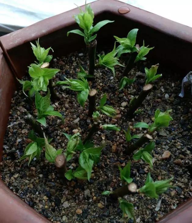 冬天能扦插蟹爪兰放室内还是室外,这4种花现在扦插最容易生根杀菌