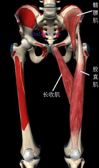 腹股沟疼痛怎么治疗,腹股沟疼痛针灸