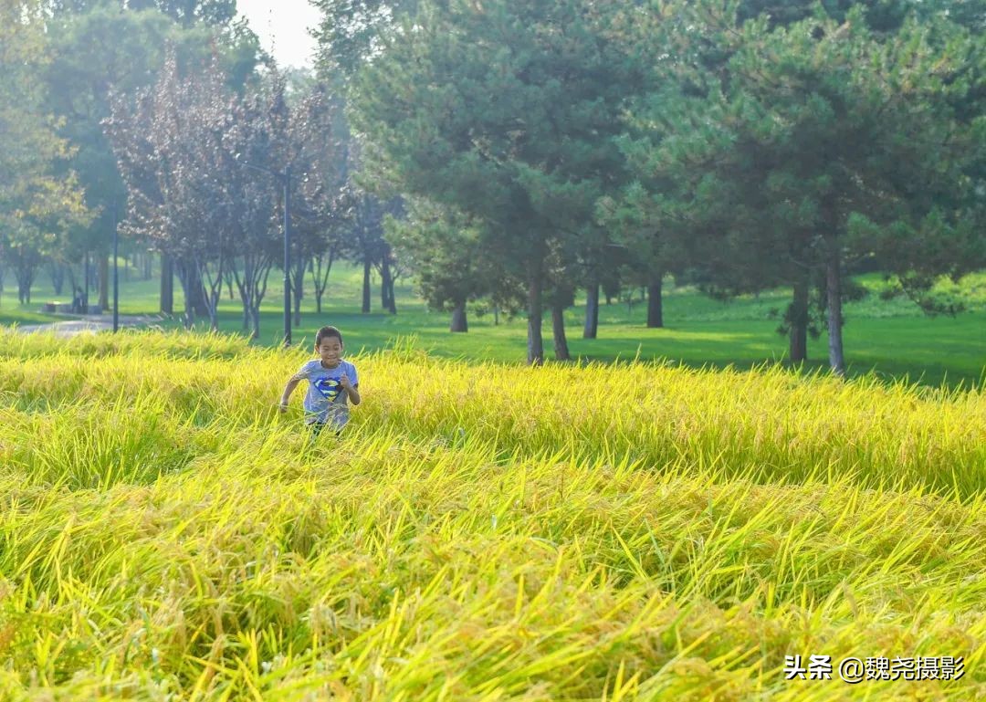 北京北坞公园里的京西稻又熟了，曾经只有皇上才能吃上这儿的大米