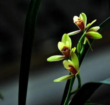 “四君子之一”贵到能买一套别墅