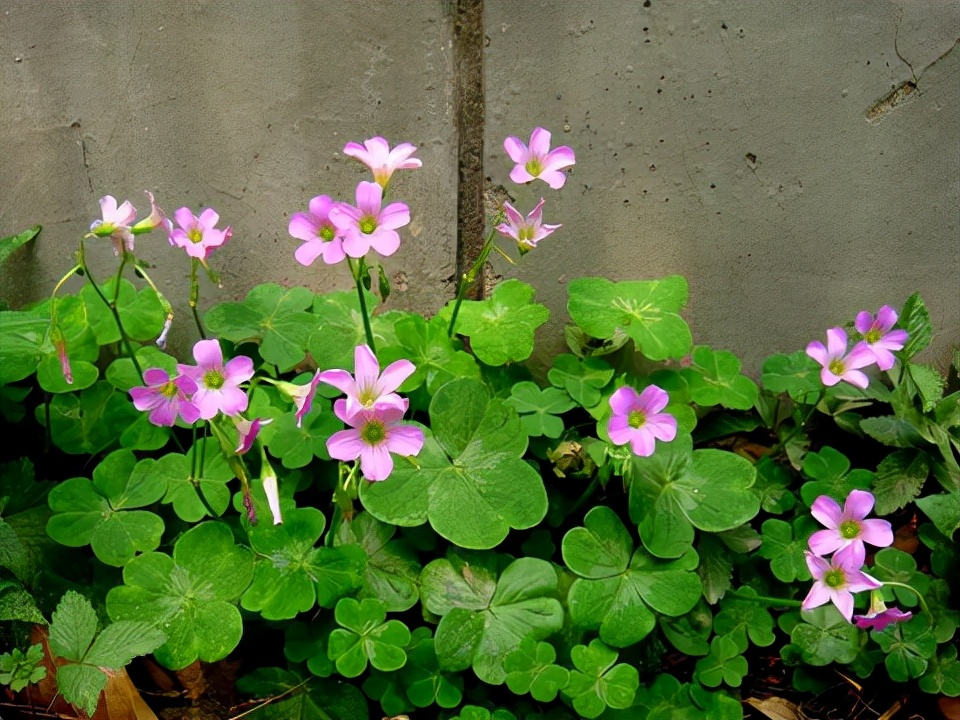 小时候经常见又叫不上名字的植物,一些常见的能吃的植物名称