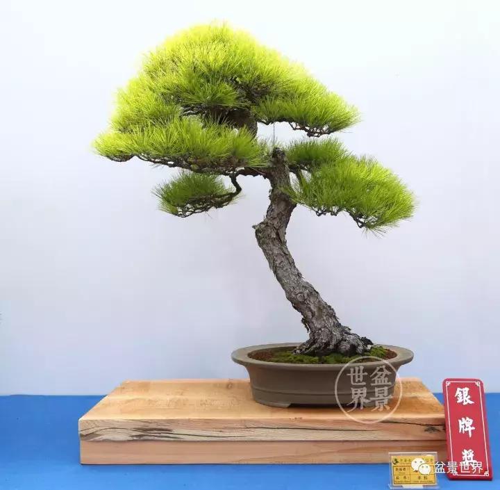 松树盆景经典大片,大斜杆式盆景得金奖作品松树
