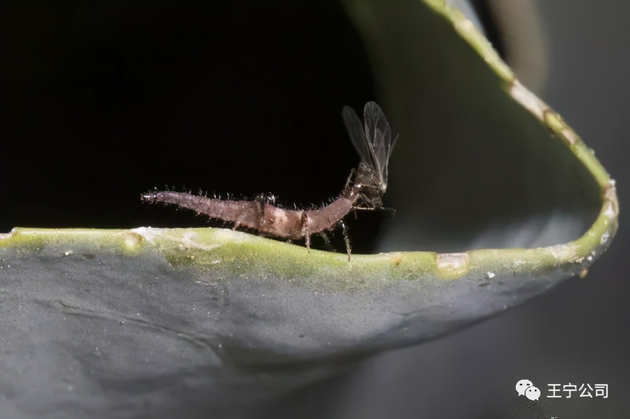 夏播玉米虫害图片大全,玉米虫害图谱高清大图
