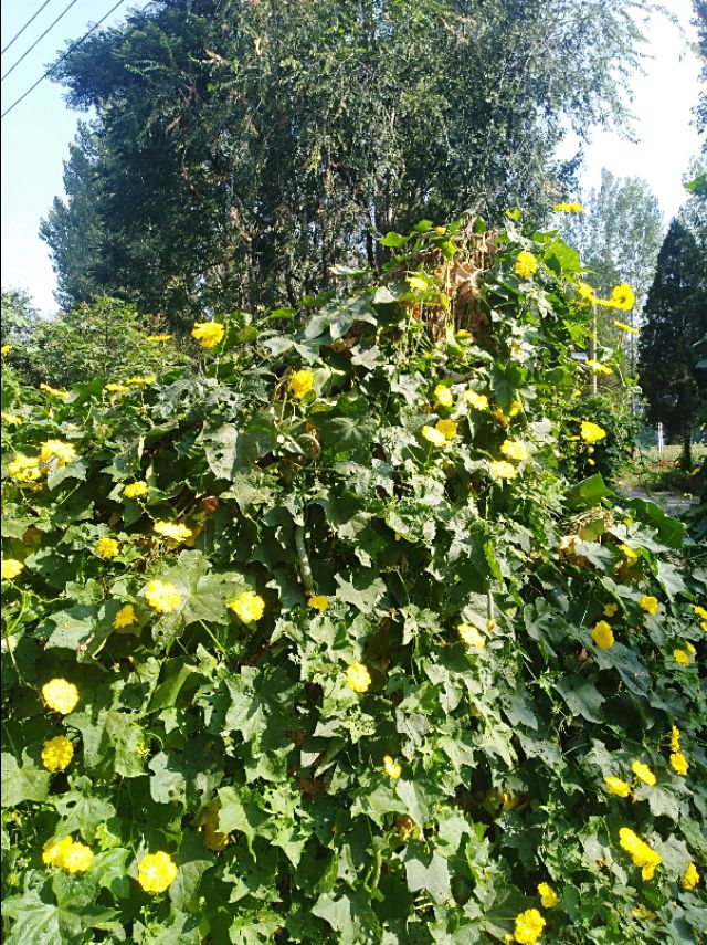 王玉：余沟初秋与老城老人