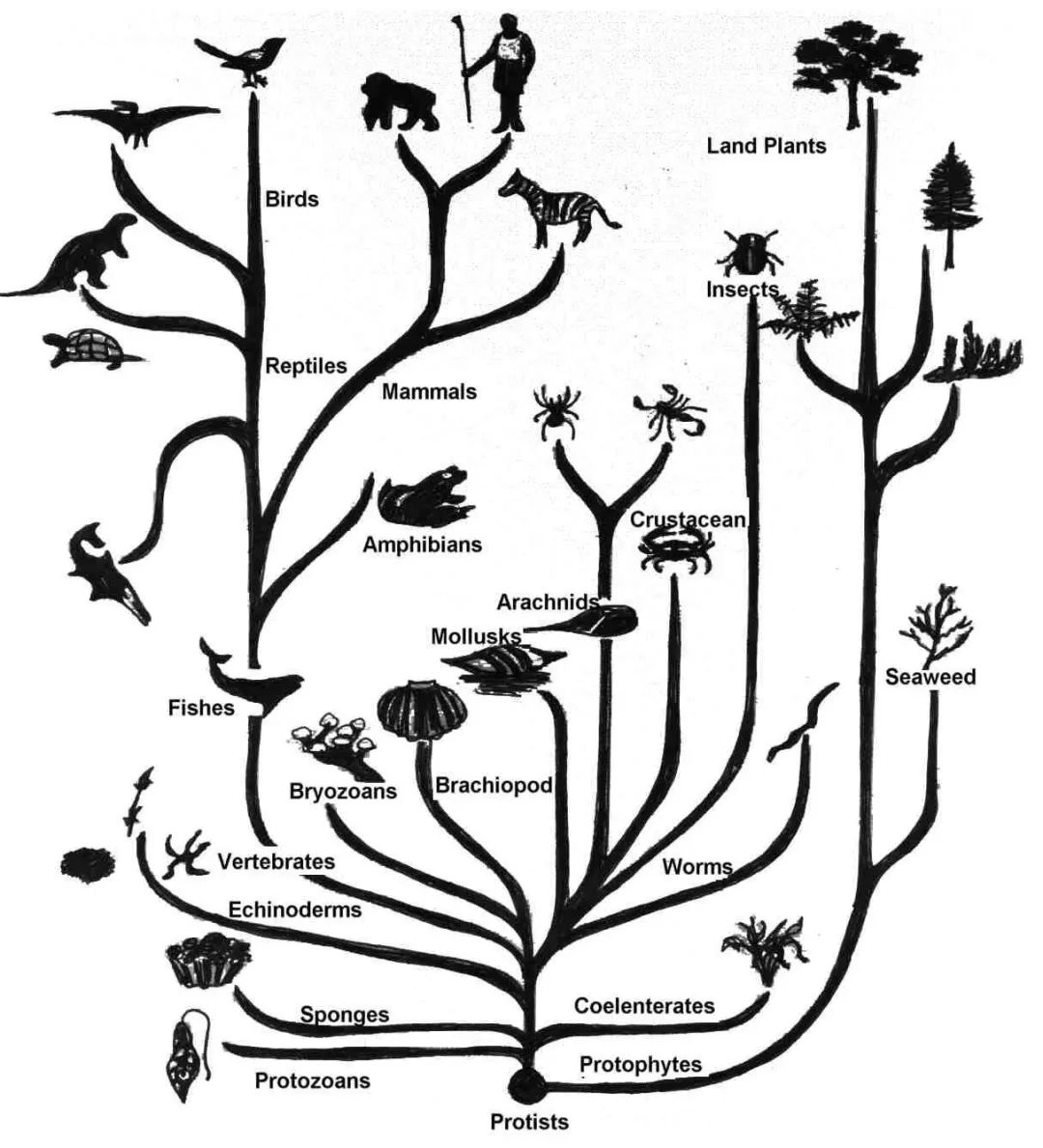 500万年后男性染色体会消失吗,未来男性会消失y染色体吗
